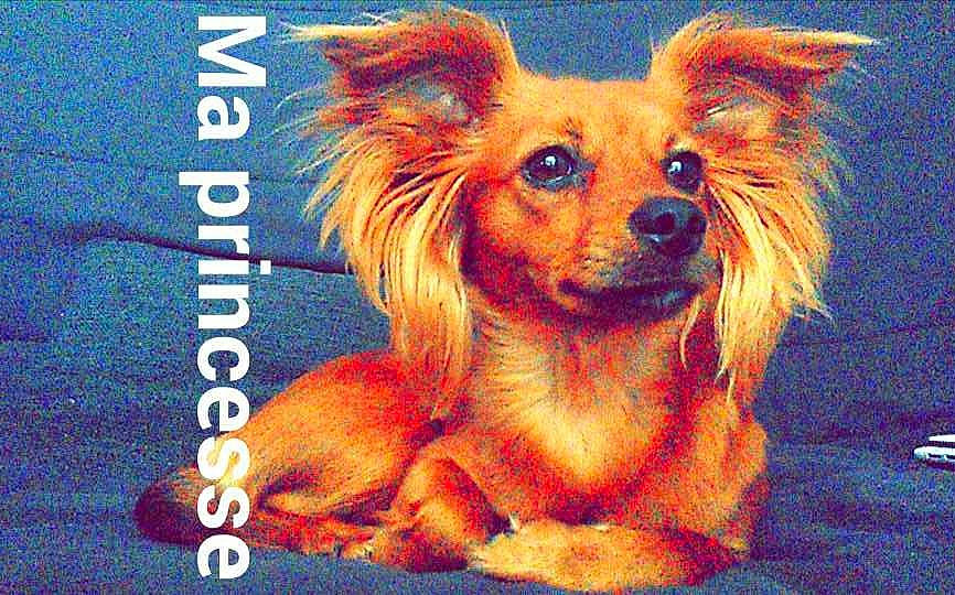 Izy participe au concours pour gagner de l'argent avec cette photo : canidae, carnivore, companion_dog, dog, dog_breed, dog_supply, fawn, font, fur, liver, photo_caption, poster, publication, rectangle, snout, sporting_group, toy_dog, whiskers, windscreen_wiper, working_animal