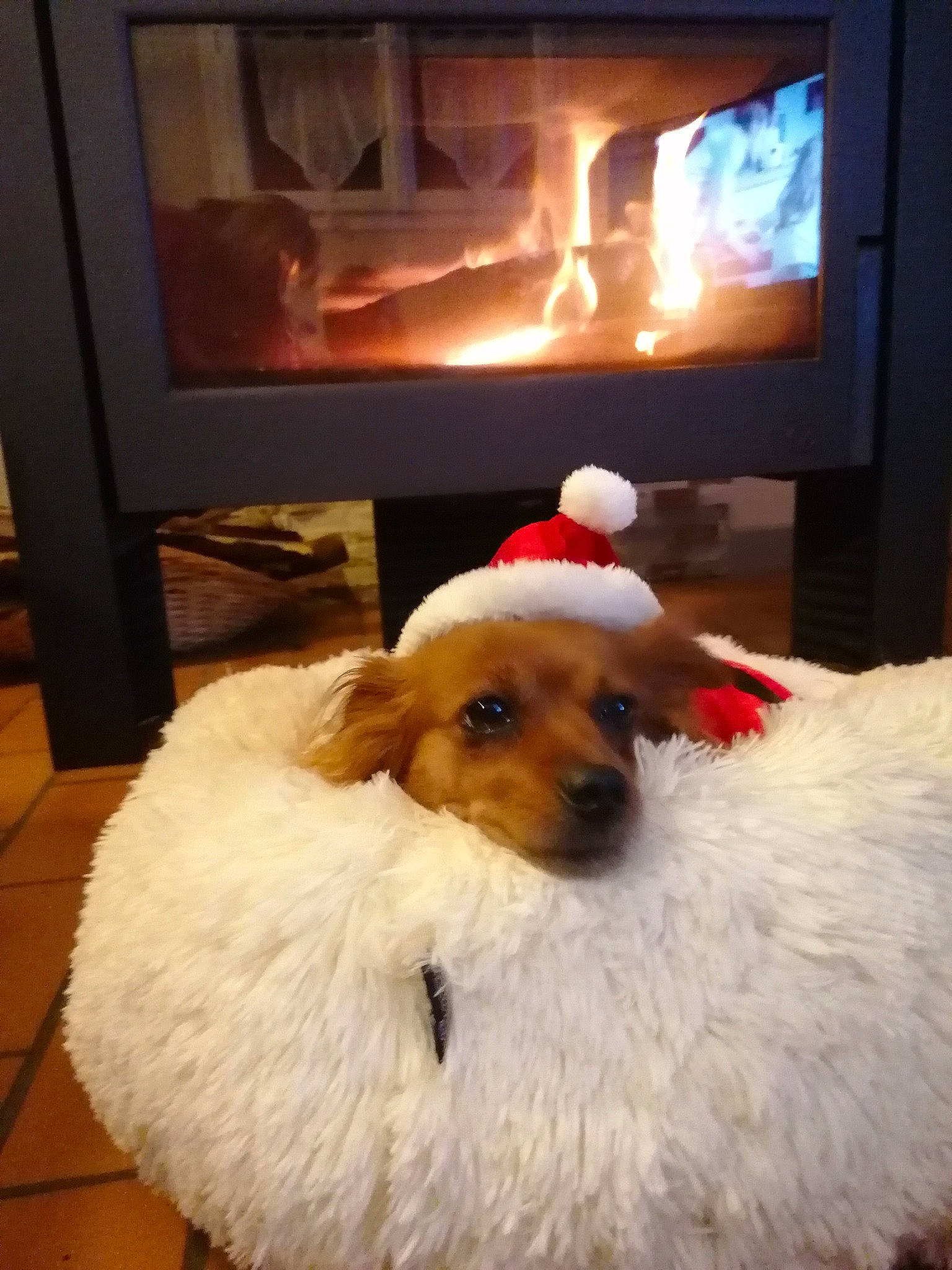 Izy participe au concours pour gagner de l'argent avec cette photo : carnivore, christmas, companion_dog, display_device, dog, dog_breed, event, fire, fur, gas, hat, hearth, heat, room, sporting_group, television, terrier, toy_dog, wood, wood_burning_stove