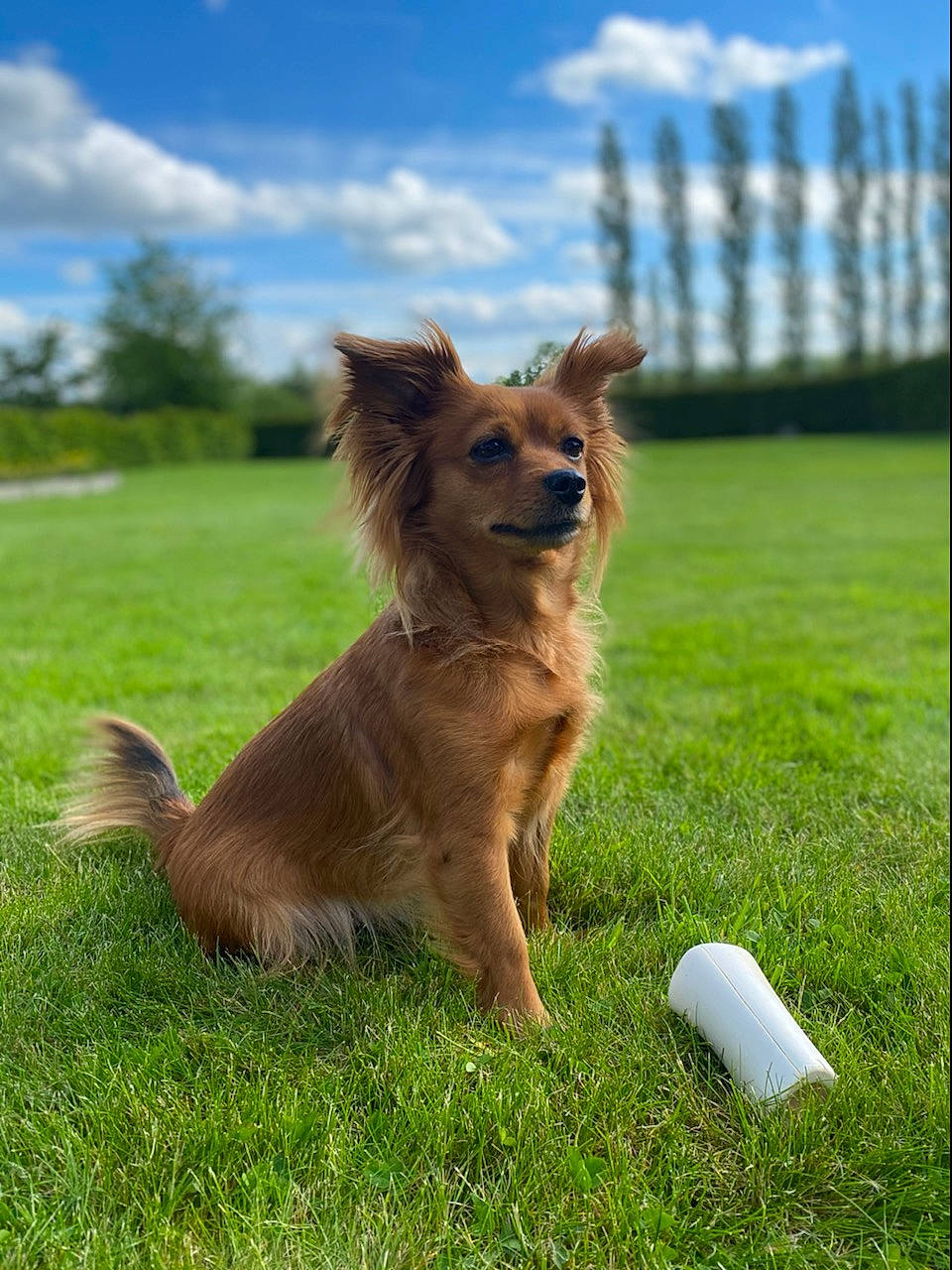 Izy participe au concours pour gagner de l'argent avec cette photo : canidae, carnivore, cloud, companion_dog, dog, dog_breed, dog_sports, dog_supply, fawn, grass, grassland, lawn, liver, plant, sky, sporting_group, tail, toy, tree, working_dog