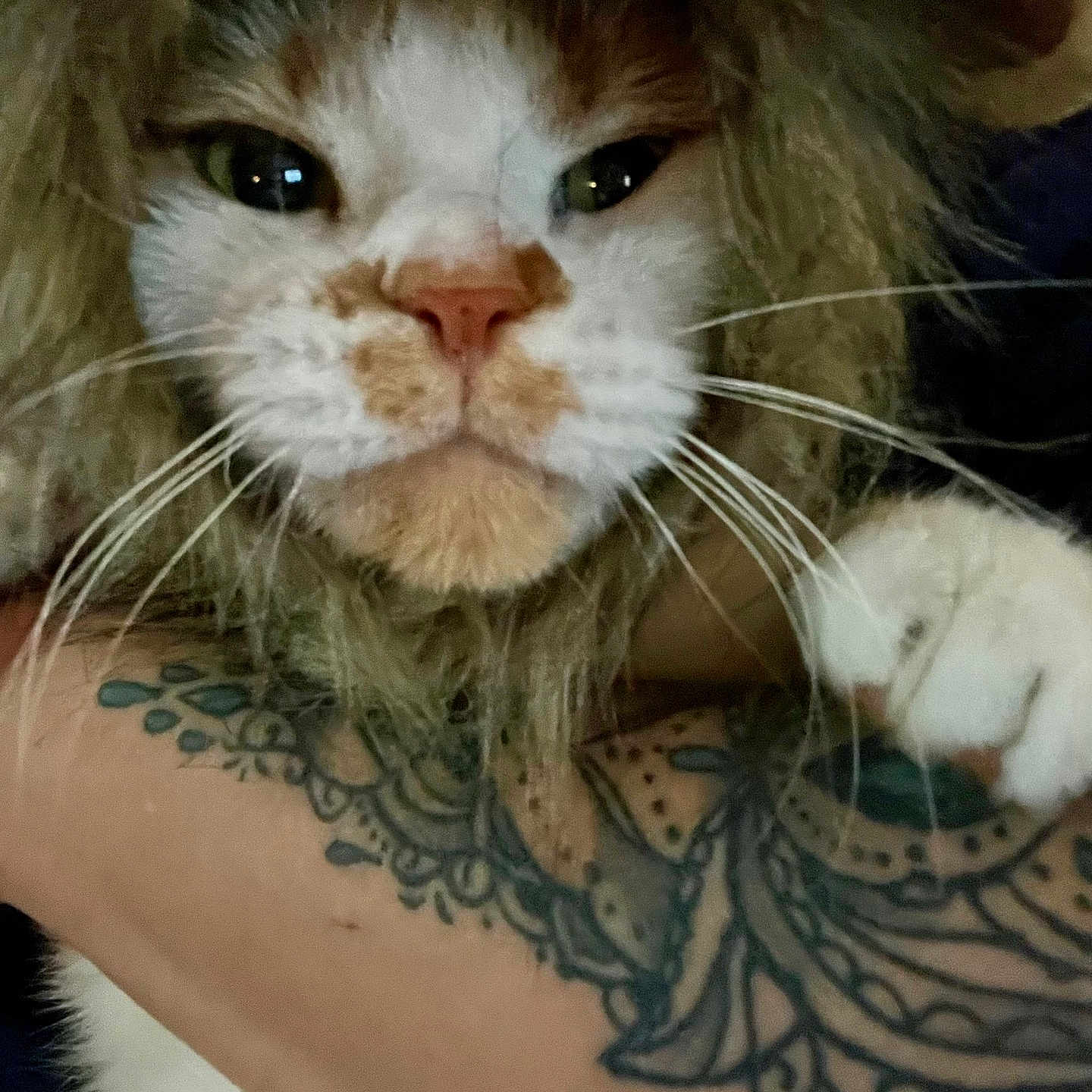 Princess Big Mama is registered to the contest to win money with this photo: abyssinian, angora, animal, arm, bodypart, cat, clothing, costume, face, head, kitten, lion, manx, mouth, person, pet, photography, portrait, skin, tattoo