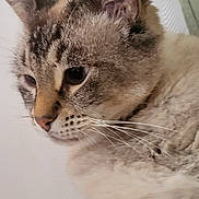 Louis participe au concours pour gagner de l'argent avec cette photo : animal, calm, cat, close_up, cute, domestic_animal, ears, eyes, face, feline, fur, indoor, mammal, nose, pet, portrait, profile, quiet, soft_light, whiskers
