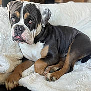 Vasco participe au concours pour gagner de l'argent avec cette photo : animal, black, blanket, brown, bulldog, canine, couch, cute, dog, ears, expression, face, fur, indoor, lying_down, paw, pet, puppy, resting, white