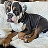 animal, black, blanket, brown, bulldog, canine, couch, cute, dog, ears, expression, face, fur, indoor, lying_down, paw, pet, puppy, resting, white