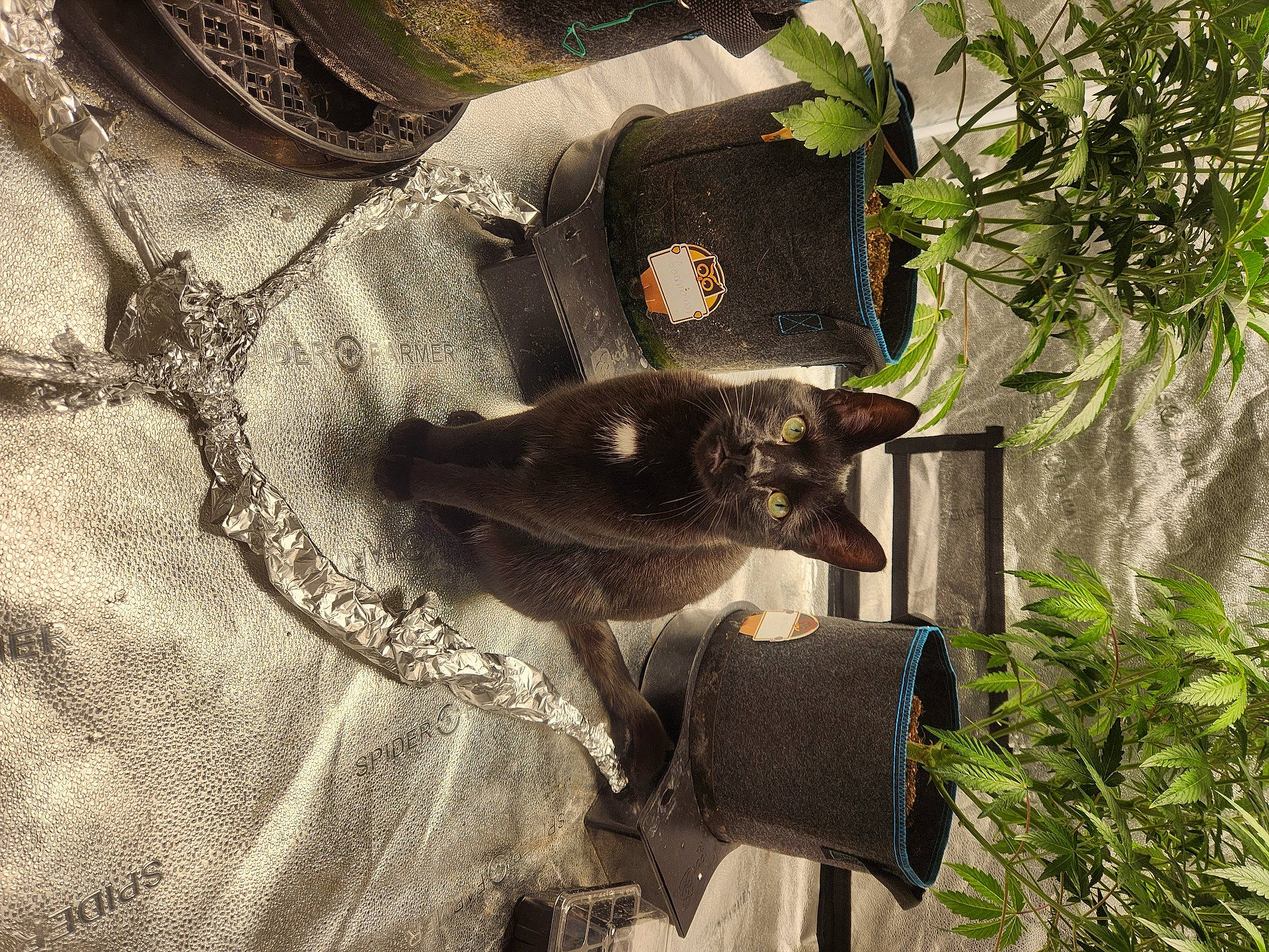 Handsome is registered to the contest to win money with this photo: bat, carnivore, cat, fashion_accessory, felidae, flowerpot, fur, grass, hat, linens, metal, pattern, plant, shadow, sunglasses, tail, terrestrial_plant, tree, twig, wood