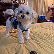 Mckenzie is registered to the contest to win money with this photo: dog, small_dog, fluffy, white_fur, black_and_white, harness, pet, standing, bed, bedroom, remote_control, indoor, home, christmas_tree, holiday_decorations, portrait, close_up, cute, serious_expression, cozy