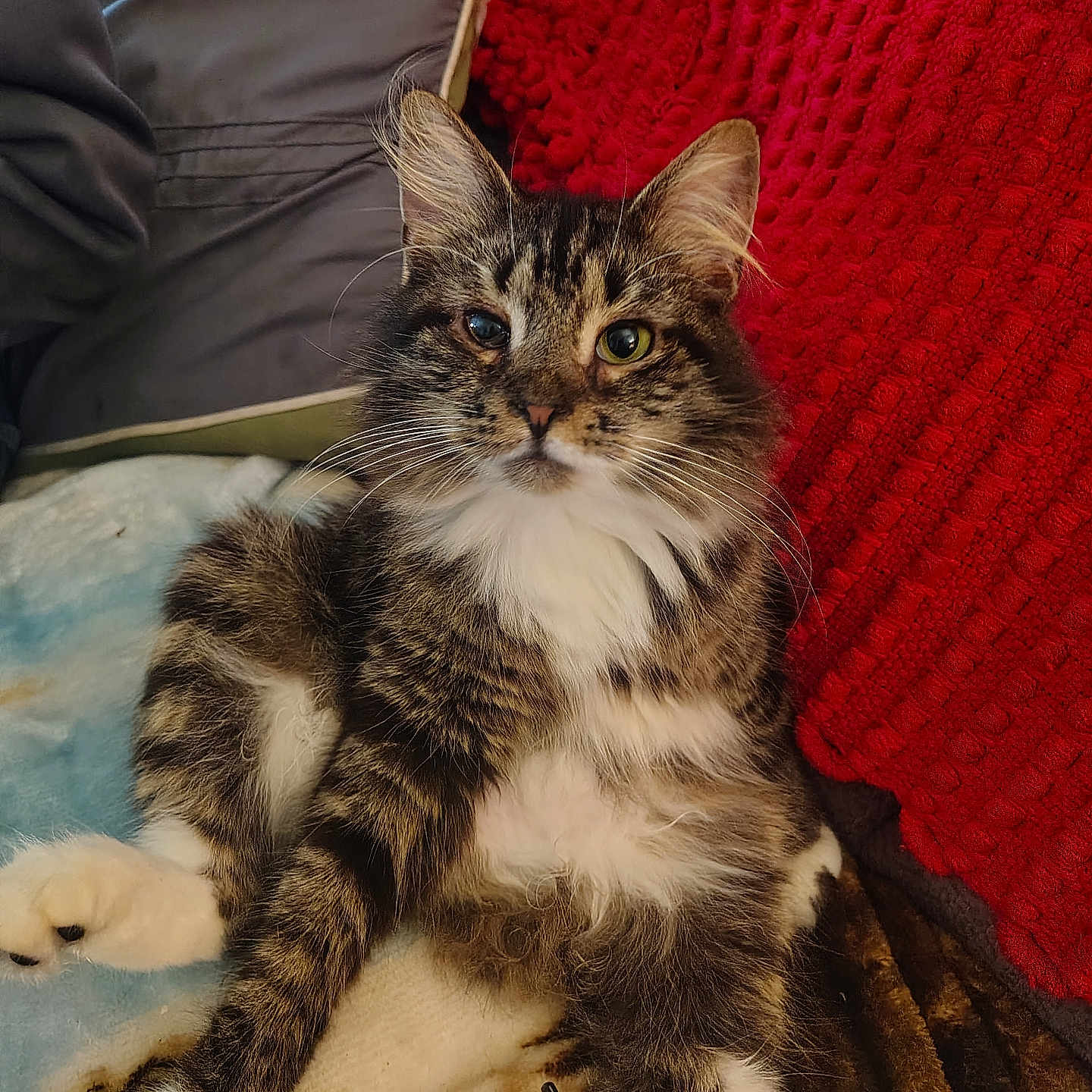 Soocks joined the competition — help win amazing prizes! animal, blanket, cat, comfort, cozy, cushion, cute, feline, fluffy, fur, home, indoor, one_eye, paw, pet, relaxed, resting, soft, tabby, whiskers