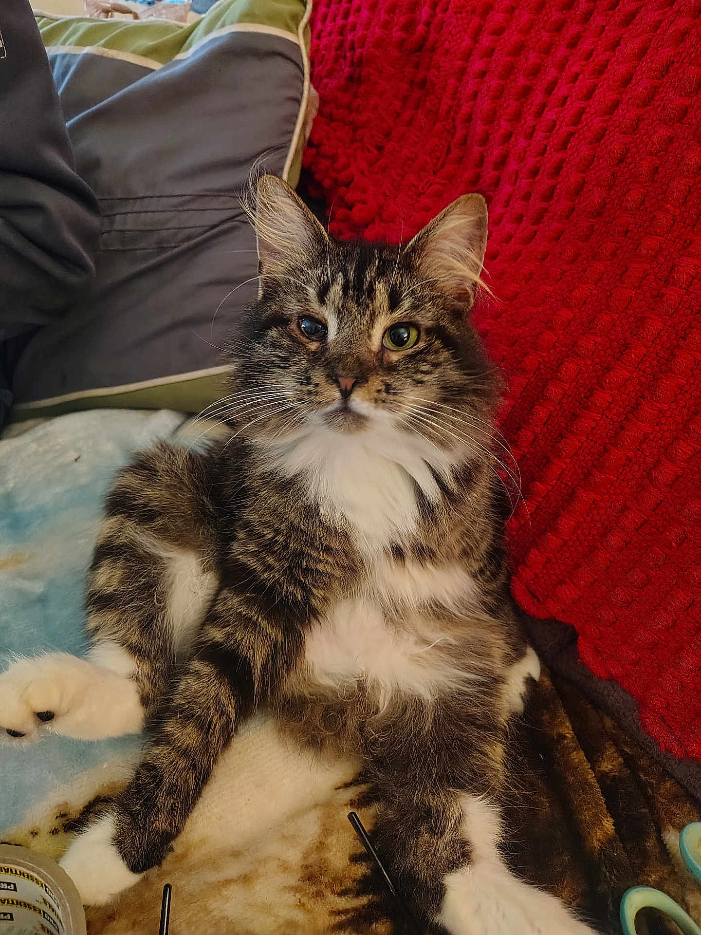 Soocks joined the competition — help win amazing prizes! animal, blanket, cat, comfort, cozy, cushion, cute, feline, fluffy, fur, home, indoor, one_eye, paw, pet, relaxed, resting, soft, tabby, whiskers