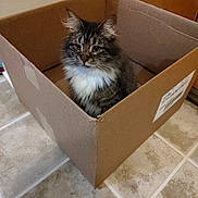 Soocks joined the competition — help win amazing prizes! animal, box, cardboard_box, cat, cozy, curious, cute, domestic_animal, feline, floor, fur, furry, home, indoor, looking, pet, sitting, tabby_cat, tile_floor, whiskers