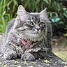 animal, cat, close_up, daylight, ears, feline, flowers, fluffy_cat, garden, gray_cat, greenery, nature, outdoor, paws, pet, pink_harness, portrait, relaxed, stone_surface, whiskers