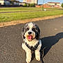 Tango is registered to the contest to win money with this photo: animal, black_and_white, blurred_background, canine, curly_fur, daylight, dog, field, friendly, grass, happy, leash, nature, outdoor, pavement, pet, sitting, sunny, tongue_out, walking_gear