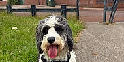 Tango is registered to the contest to win money with this photo: animal, black_and_white, canine, cloudy_sky, curly_fur, daytime, dog, fence, grass, happy, harness, house, leash, nature, outdoor, pet, residential_area, sidewalk, sitting, tongue_out
