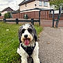 animal, black_and_white, canine, cloudy_sky, curly_fur, daytime, dog, fence, grass, happy, harness, house, leash, nature, outdoor, pet, residential_area, sidewalk, sitting, tongue_out