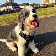 Tango is registered to the contest to win money with this photo: animal, black_and_white, canine, cute, daytime, dog, fluffy, grass, happy, leash, nature, outdoor, pavement, pet, residential_area, sitting, sky, sunny, tongue_out, walk