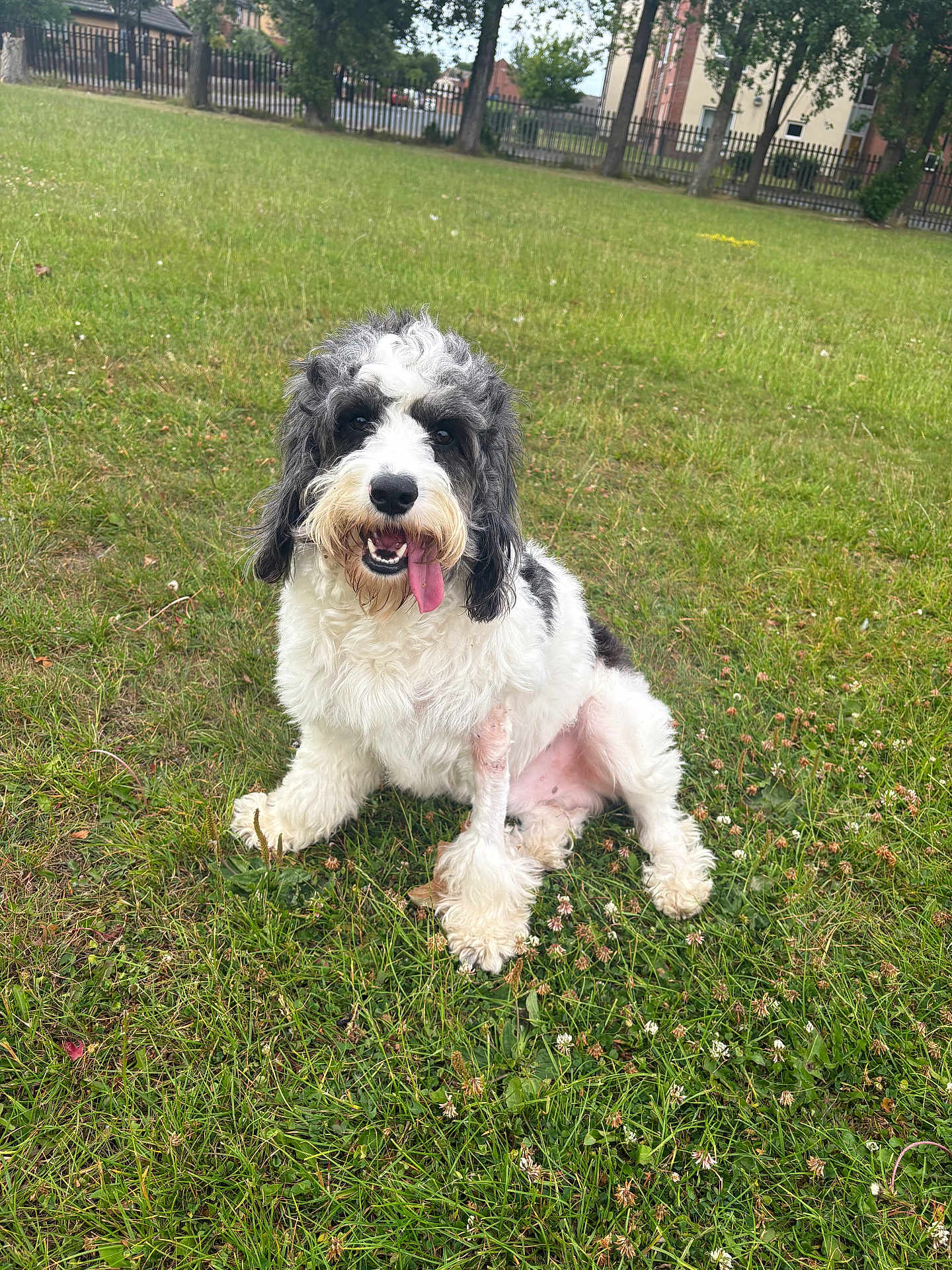 Tango is registered to the contest to win money with this photo: animal, black_and_white, canine, cute, daytime, dog, field, friendly, fur, grass, green, happy, nature, outdoor, park, pet, playful, sitting, summer, tongue_out