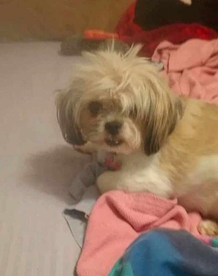 Lacey joined the competition — help win amazing prizes! dog, shih_tzu, small_dog, pet, bed, blanket, bedding, fur, long_hair, indoor, collar, pet_tag, face, muzzle, whiskers, looking_at_camera, resting, cute, messy_bed, soft_lighting