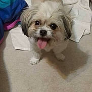 Lacey is registered to the contest to win money with this photo: dog, small_dog, shih_tzu, fluffy, tongue_out, pet, indoor, carpet, blanket, food_bowl, cute, looking_up, dark_eyes, white_fur, brown_fur, paw, tail, portrait, playful, home_interior