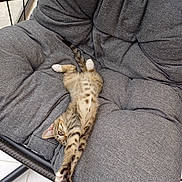 Angel a rejoint le concours — aidez-le/la à gagner de superbes lots ! kitten, cat, stretching, gray_chair, cozy, indoor, pet, feline, relaxing, tufted_cushion, striped_fur, white_paws, playful, cute, animal, resting, small_pet, tabby, floor_tiles, paw