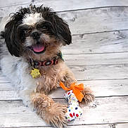 Puck is registered to the contest to win money with this photo: dog, pet, toy, bone, collar, happy, smiling, fur, cute, playful, indoor, wooden_floor, animal, mammal, small_dog, fluffy, paw, tongue_out, domestic_animal, companion