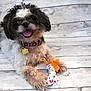 dog, pet, toy, bone, collar, happy, smiling, fur, cute, playful, indoor, wooden_floor, animal, mammal, small_dog, fluffy, paw, tongue_out, domestic_animal, companion