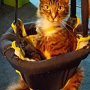 Fluffy joined the competition — help win amazing prizes! cat, tabby, pet, animal, indoor, swing, seat, yellow_eyes, fur, whiskers, paws, carpet, container, black, yellow, curious, feline, domestic, comfort, relaxed