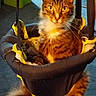 cat, tabby, pet, animal, indoor, swing, seat, yellow_eyes, fur, whiskers, paws, carpet, container, black, yellow, curious, feline, domestic, comfort, relaxed