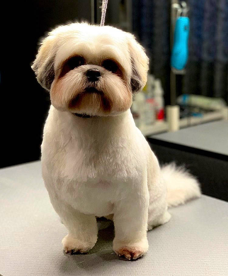 Brooklyn is registered to the contest to win money with this photo: canidae, carnivore, collar, companion_dog, dog, dog_breed, dog_collar, dog_supply, fawn, fur, liver, pet_supply, shih_tzu, snout, sporting_group, table, terrestrial_animal, toy_dog, working_animal, wrinkle