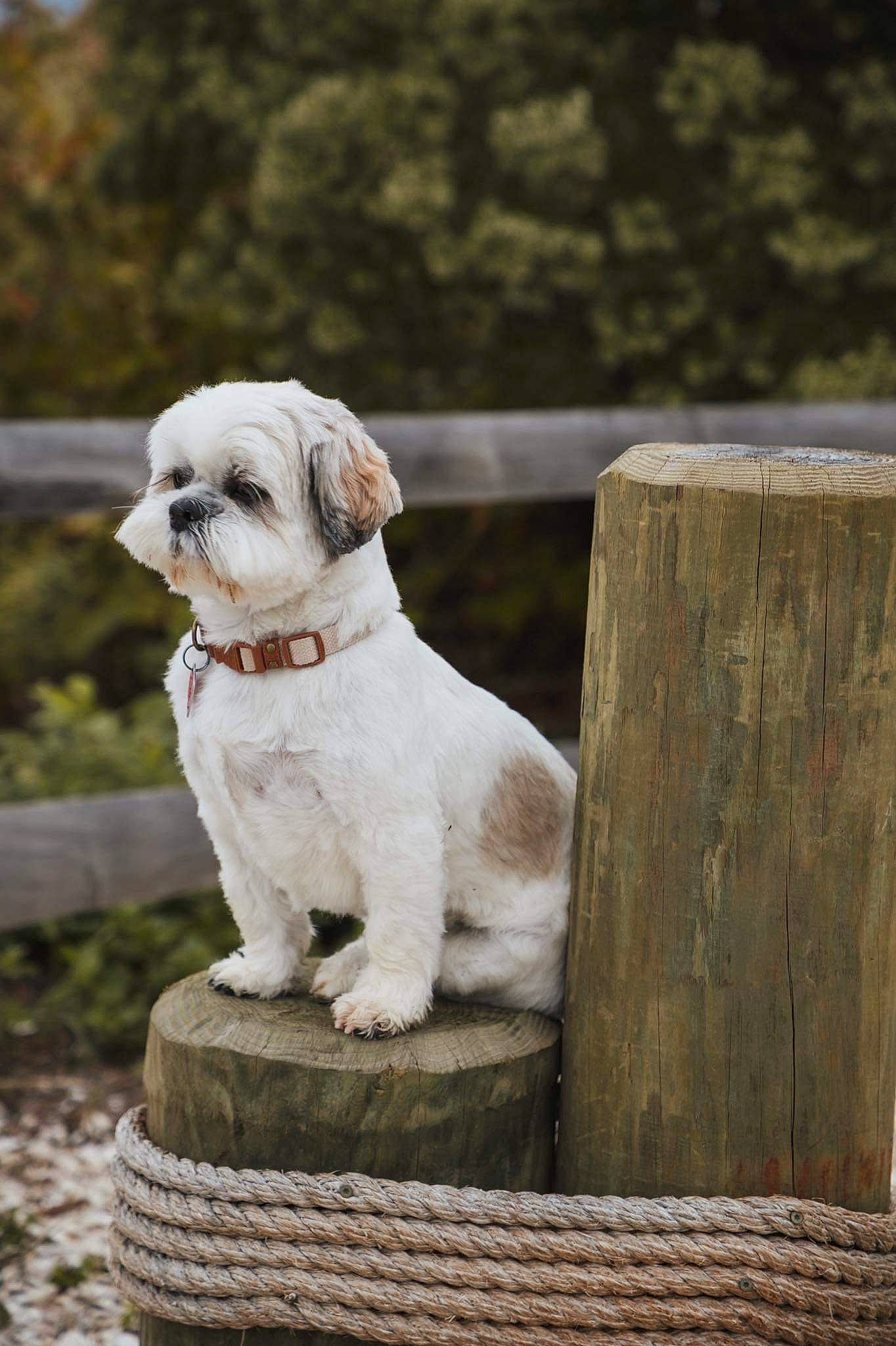 Brooklyn is registered to the contest to win money with this photo: canidae, carnivore, companion_dog, dog, dog_breed, dog_collar, fawn, fence, fur, grass, maltepoo, non_sporting_group, puppy, small_terrier, snout, sporting_group, terrier, toy_dog, wood, working_animal