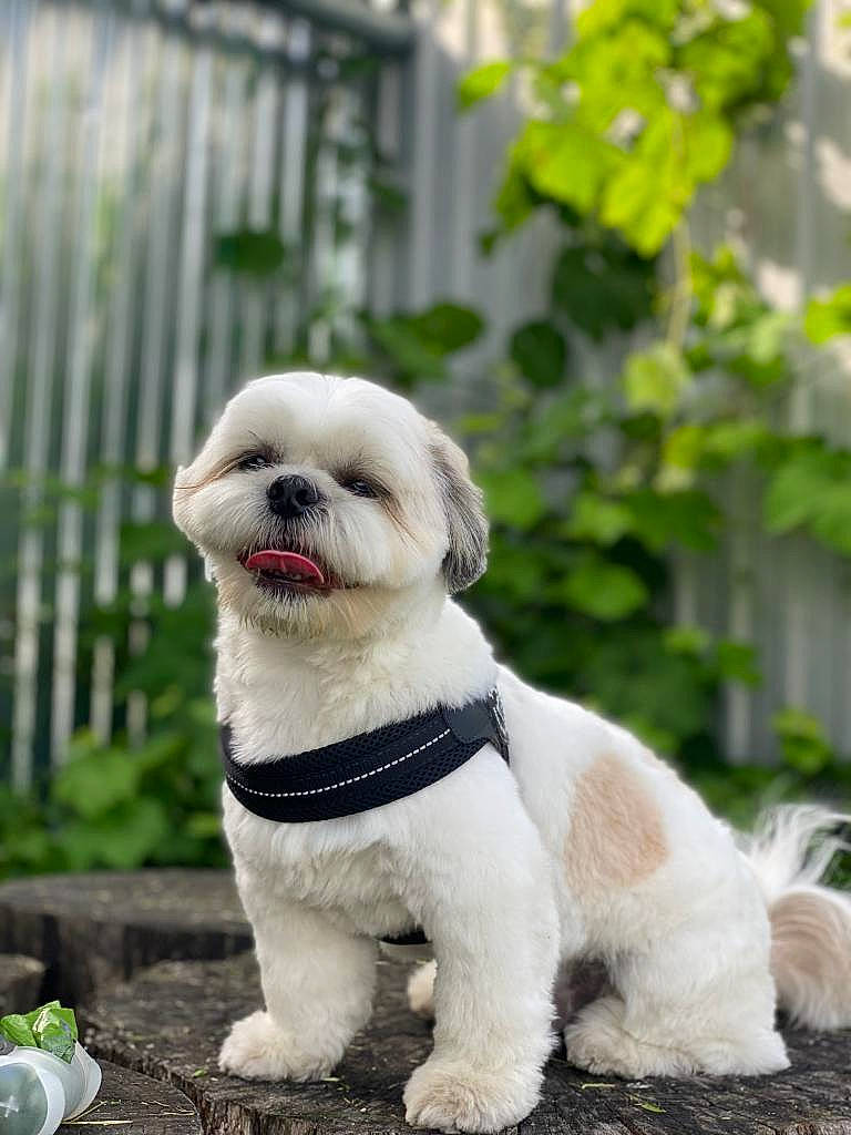 Brooklyn is registered to the contest to win money with this photo: canidae, carnivore, collar, companion_dog, dog, dog_breed, dog_collar, dog_supply, fawn, fence, fur, grass, leash, pet_supply, shih_tzu, sporting_group, tail, toy_dog, working_animal, wrinkle