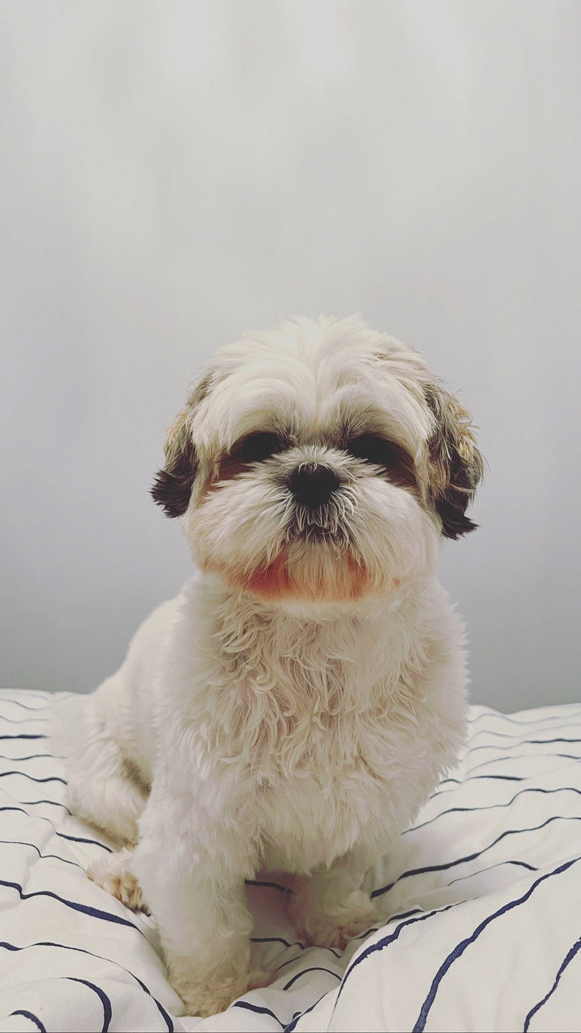 Brooklyn joined the competition — help win amazing prizes! canidae, carnivore, companion_dog, dog, dog_breed, fur, liver, maltepoo, non_sporting_group, shih_tzu, small_terrier, snout, sporting_group, terrestrial_animal, toy_dog, working_animal