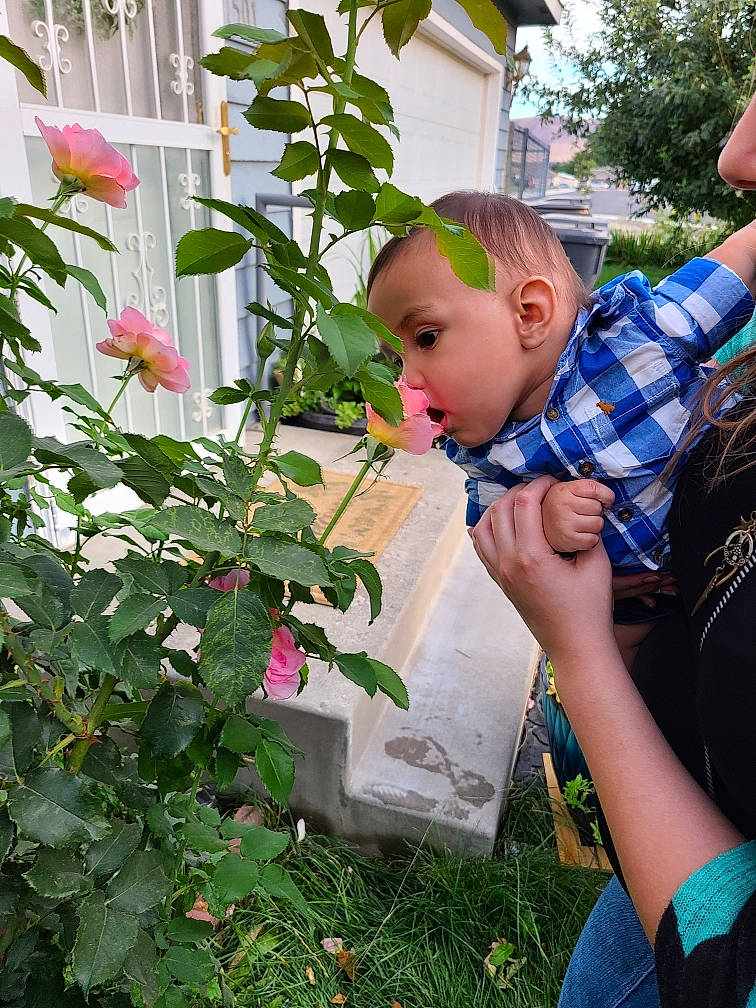 Jiovanni is registered to the contest to win money with this photo: annual_plant, botany, child, flower, garden, gardening, person, plant, toddler