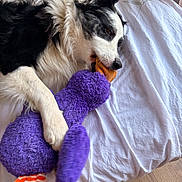 Laika participe au concours pour gagner de l'argent avec cette photo : animal, bed, black_and_white, comfort, cozy, cute, dog, fur, home, indoor, lying_down, mammal, orange_beak, paw, pet, playful, plush_toy, purple_toy, resting, soft_texture