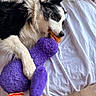 animal, bed, black_and_white, comfort, cozy, cute, dog, fur, home, indoor, lying_down, mammal, orange_beak, paw, pet, playful, plush_toy, purple_toy, resting, soft_texture