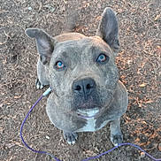Rhea joined the competition — help win amazing prizes! dog, brindle, canine, animal, pet, outdoor, leash, ears, tail, brown, eyes, face, ground, dirt, leaves, nature, looking_up, waiting, friendly, alert
