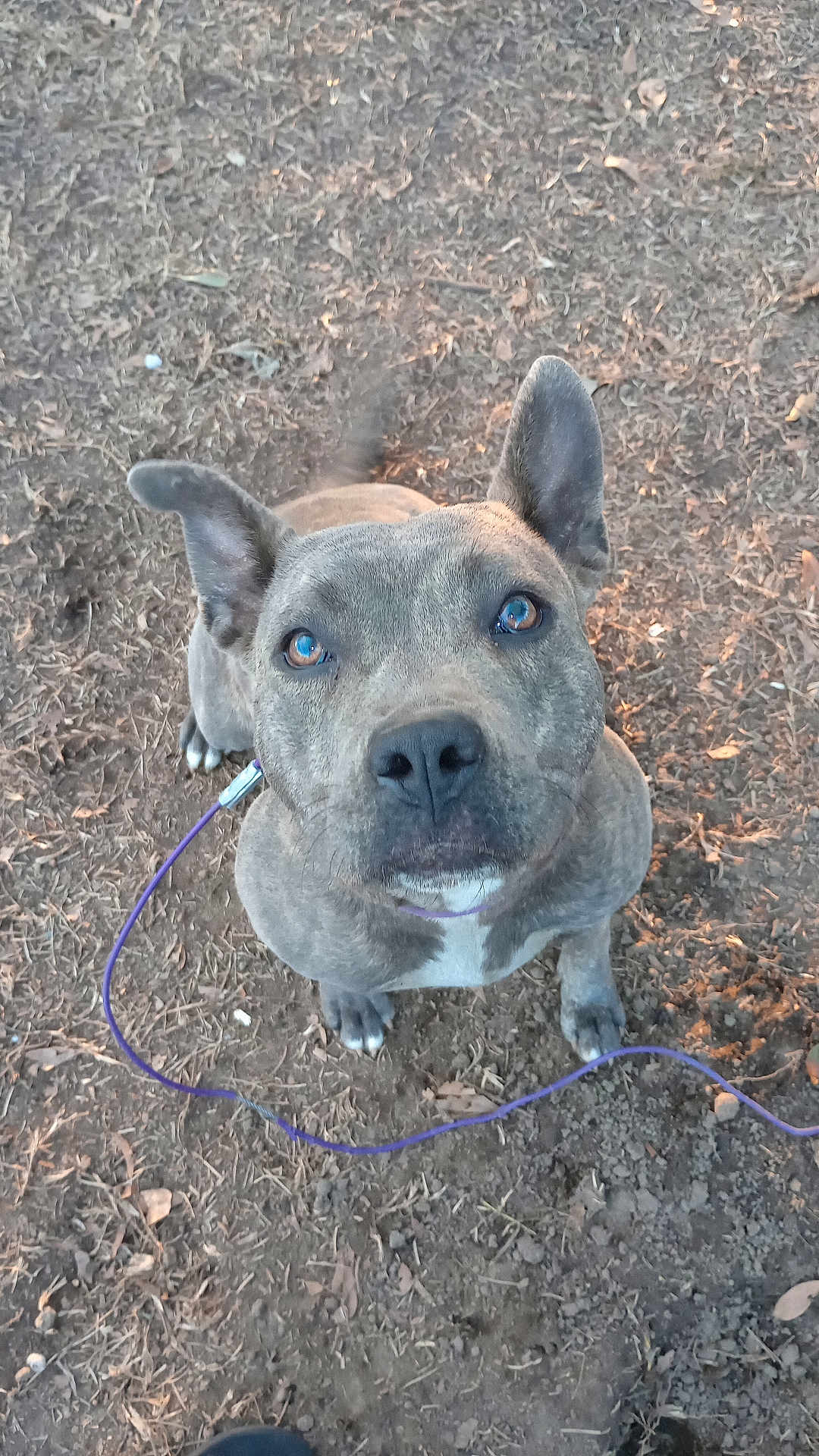 Rhea joined the competition — help win amazing prizes! dog, brindle, canine, animal, pet, outdoor, leash, ears, tail, brown, eyes, face, ground, dirt, leaves, nature, looking_up, waiting, friendly, alert