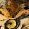 Lexy joined the competition — help win amazing prizes! dog, pet, small_dog, ears, blanket, cozy, fur, brown, cute, resting, indoors, snuggling, face, animal, companion, cute_pet, relaxed, warm, cute_expression, domestic_animal