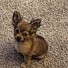 Lexy joined the competition — help win amazing prizes! dog, puppy, small_dog, brown_fur, carpet, indoor, pet, cute, animal, ears, sitting, looking_up, fur, companion, canine, young_dog, adorable, domestic_animal, friendly, pet_portrait