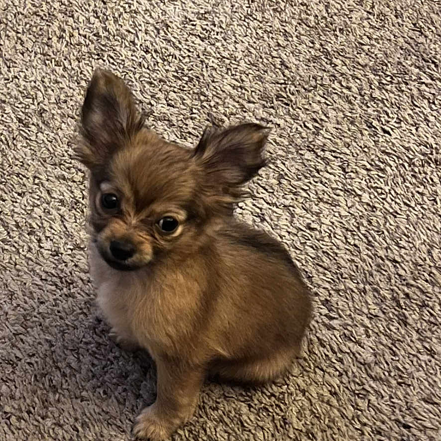 Lexy