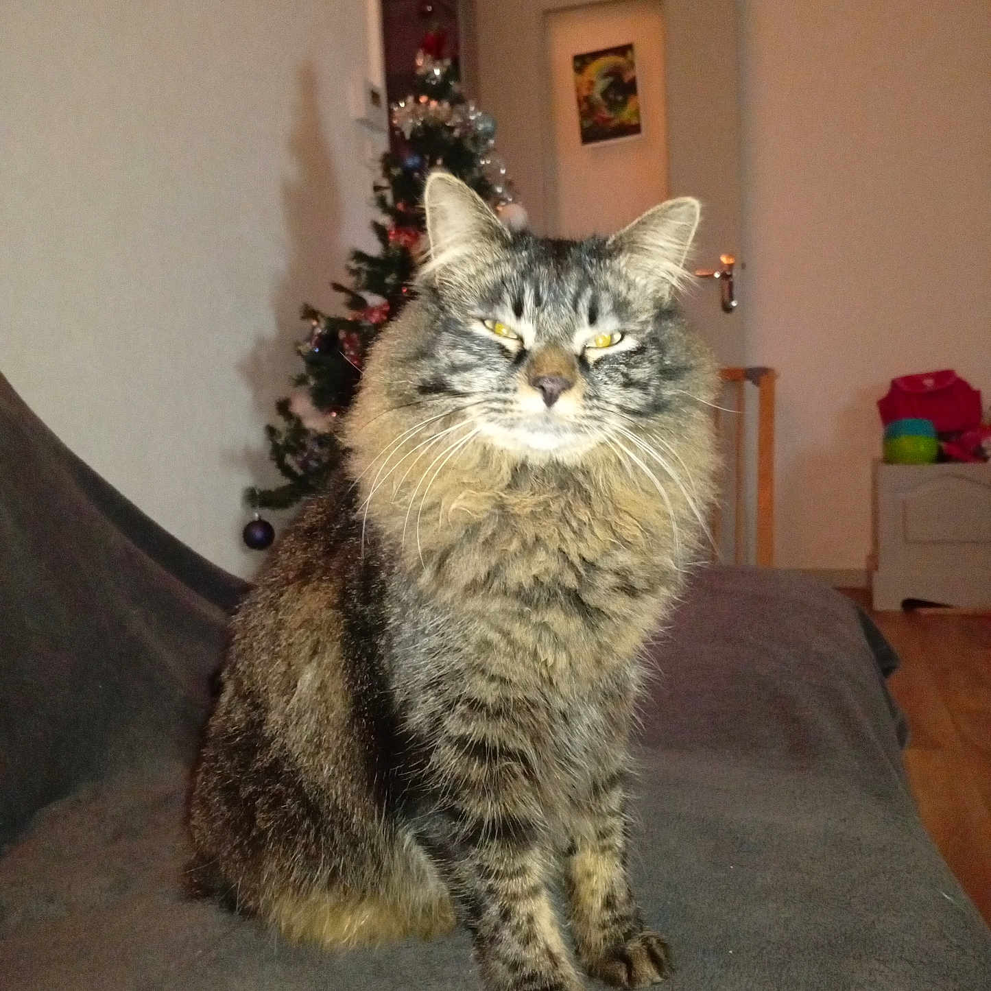 Denver participe au concours pour gagner de l'argent avec cette photo : cat, christmas_tree, couch, cozy, decorations, door, feline, fluffy, fur, holiday, home, indoor, living_room, pet, relaxed, sitting, tabby, toy, whiskers, wooden_floor