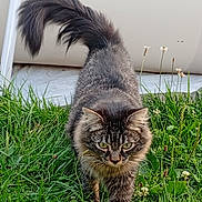 Denver participe au concours pour gagner de l'argent avec cette photo : cat, tabby, fluffy, grass, outdoor, animal, pet, walking, tail, greenery, nature, fur, whiskers, ears, eyes, mammal, cute, domestic_cat, portrait, closeup