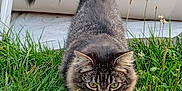 Denver participe au concours pour gagner de l'argent avec cette photo : animal, cat, closeup, cute, domestic_cat, ears, eyes, fluffy, fur, grass, greenery, mammal, nature, outdoor, pet, portrait, tabby, tail, walking, whiskers