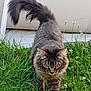 cat, tabby, fluffy, grass, outdoor, animal, pet, walking, tail, greenery, nature, fur, whiskers, ears, eyes, mammal, cute, domestic_cat, portrait, closeup