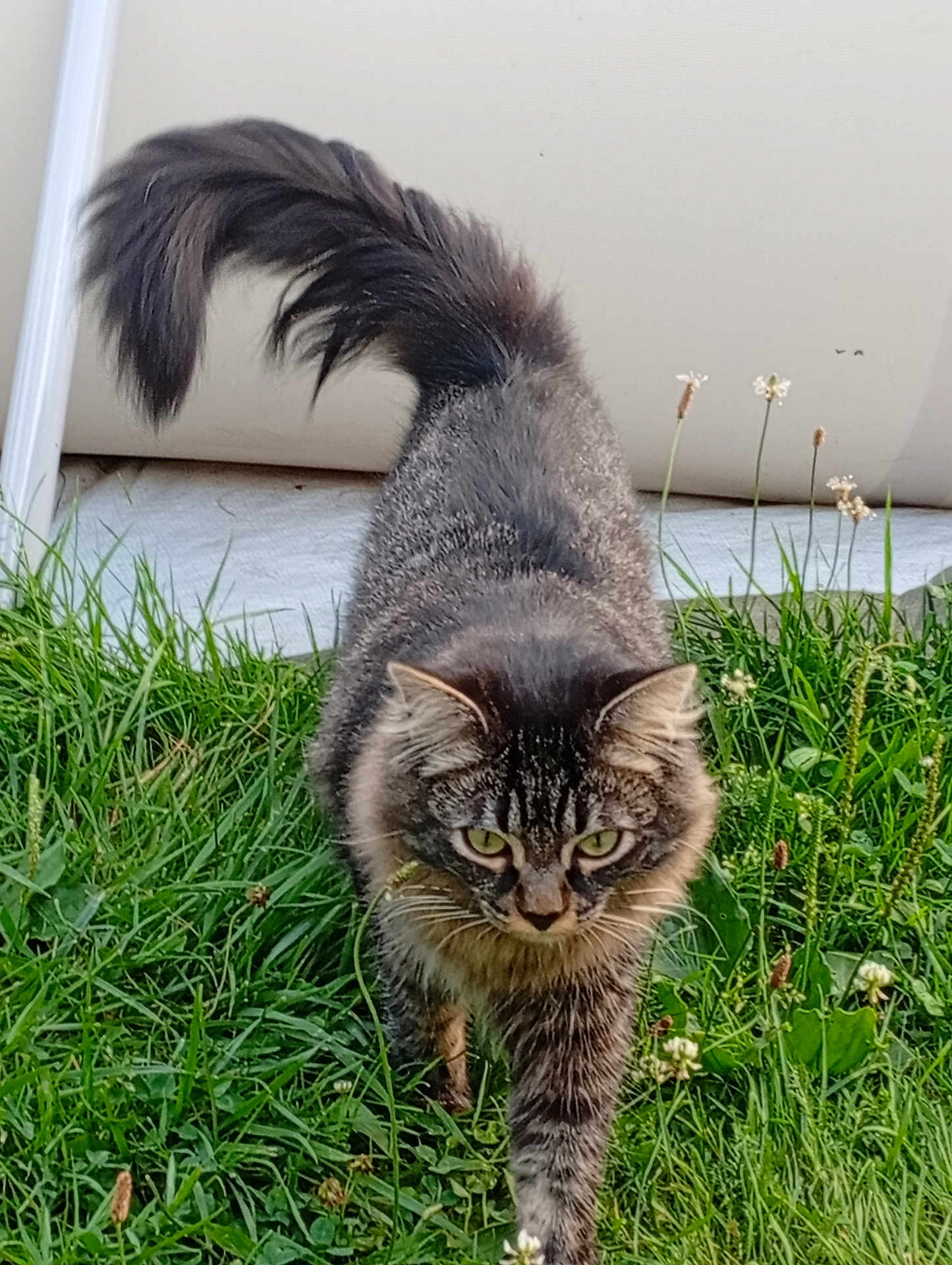 Denver participe au concours pour gagner de l'argent avec cette photo : cat, tabby, fluffy, grass, outdoor, animal, pet, walking, tail, greenery, nature, fur, whiskers, ears, eyes, mammal, cute, domestic_cat, portrait, closeup