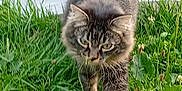 Denver a rejoint le concours — aidez-le/la à gagner de superbes lots ! cat, tabby, grass, outdoor, animal, feline, walking, nature, greenery, pet, fur, whiskers, ears, tail, closeup, mammal, stripes, flora, daylight, plant