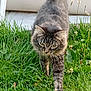 Denver a rejoint le concours — aidez-le/la à gagner de superbes lots ! cat, tabby, grass, outdoor, animal, feline, walking, nature, greenery, pet, fur, whiskers, ears, tail, closeup, mammal, stripes, flora, daylight, plant