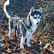 Amarok participe au concours pour gagner de l'argent avec cette photo : dog, husky, blue_eyes, harness, leash, forest, leaves, autumn, outdoor, nature, tree, canine, pet, animal, walking, daylight, fur, alert, standing, ground