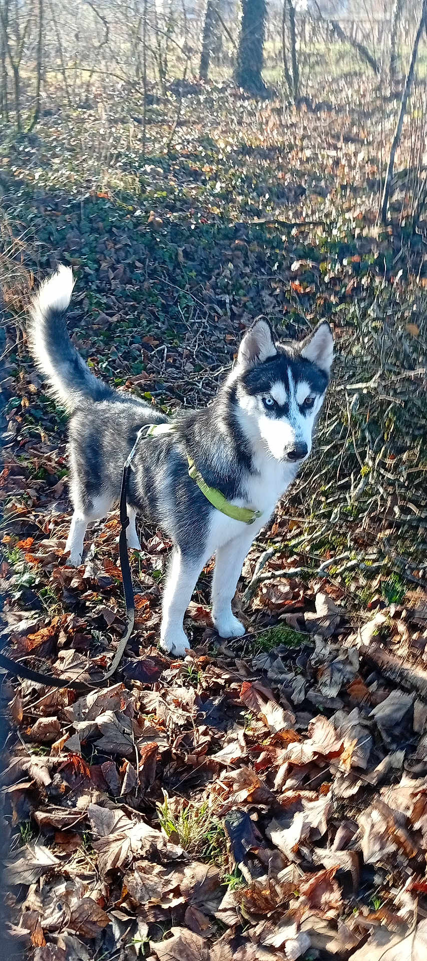 Amarok participe au concours pour gagner de l'argent avec cette photo : dog, husky, blue_eyes, harness, leash, forest, leaves, autumn, outdoor, nature, tree, canine, pet, animal, walking, daylight, fur, alert, standing, ground