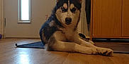 Amarok a rejoint le concours — aidez-le/la à gagner de superbes lots ! dog, husky, indoor, floor, wooden_floor, mat, door, sticker, holiday, decor, furniture, cabinet, animal, pet, ears, fur, lying_down, looking, canine, home