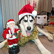 Amarok participe au concours pour gagner de l'argent avec cette photo : dog, husky, santa_hat, tinsel, christmas, holiday, festive, toy, figurine, indoor, floor, tongue_out, playful, decorations, wooden_floor, pet, animal, black_and_white, lying_down, christmas_decor
