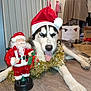 Amarok participe au concours pour gagner de l'argent avec cette photo : dog, husky, santa_hat, tinsel, christmas, holiday, festive, toy, figurine, indoor, floor, tongue_out, playful, decorations, wooden_floor, pet, animal, black_and_white, lying_down, christmas_decor