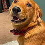 animal, bow_tie, carpet, collar, cute, dog, door, ears, fur, golden, happy, indoor, looking_back, nose, pet, skateboard, smiling, teeth, whiskers, white_cushion